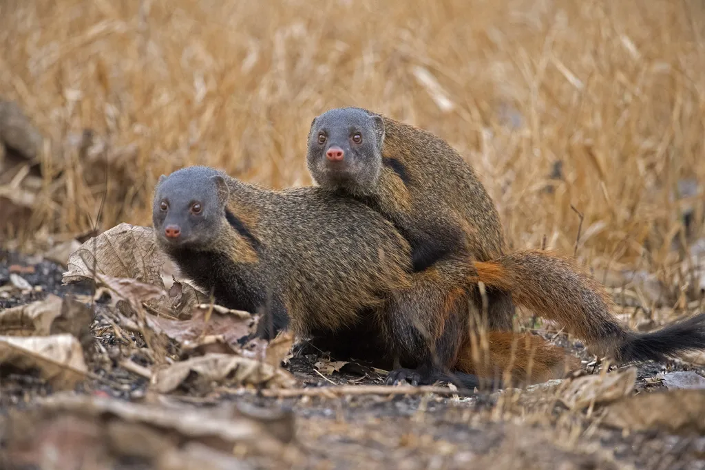 Kabini Safari Escape