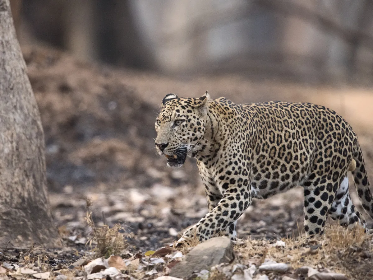 Nagarhole drives