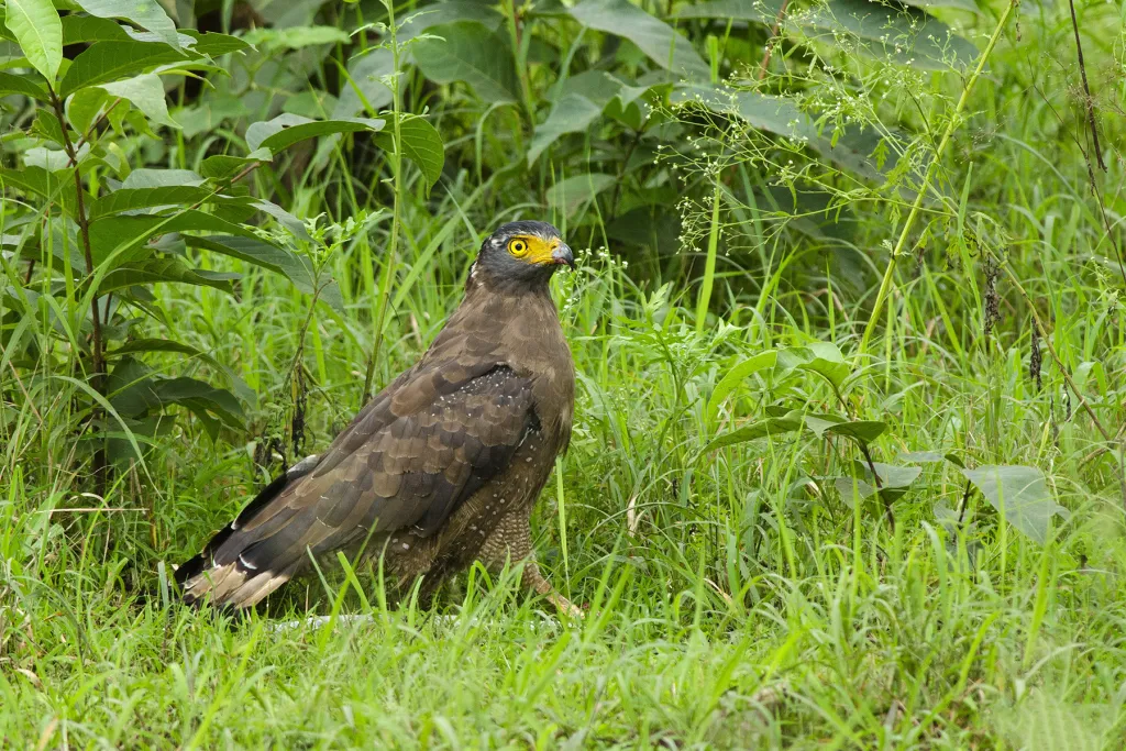 South India Safari