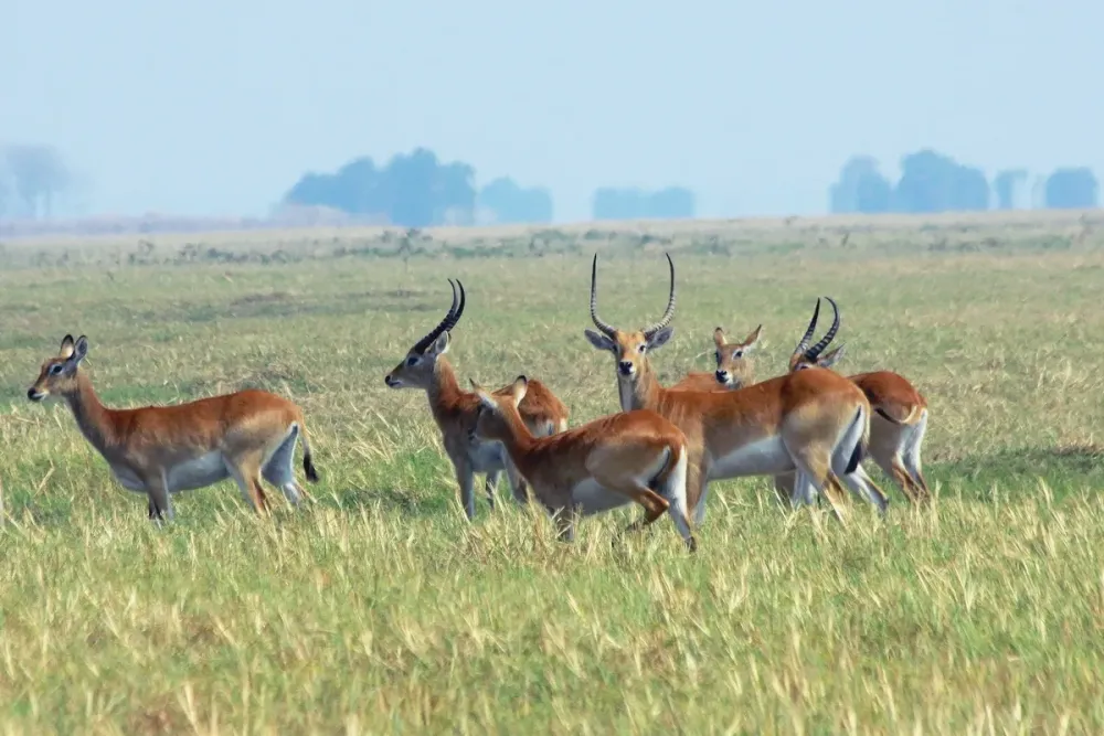 Red lechwe