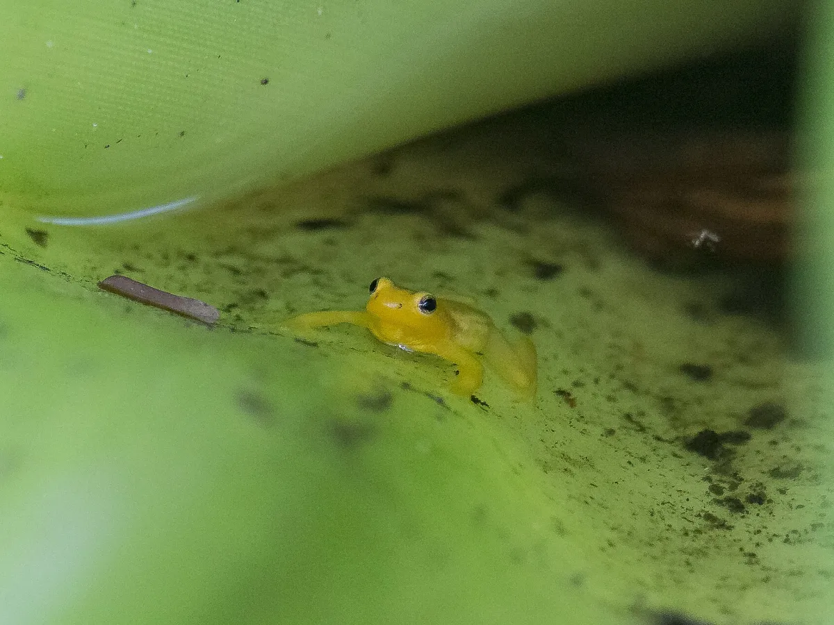 Golden frogs