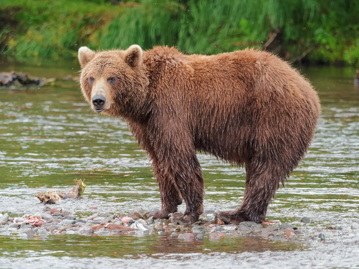 Kamchatka brown bear