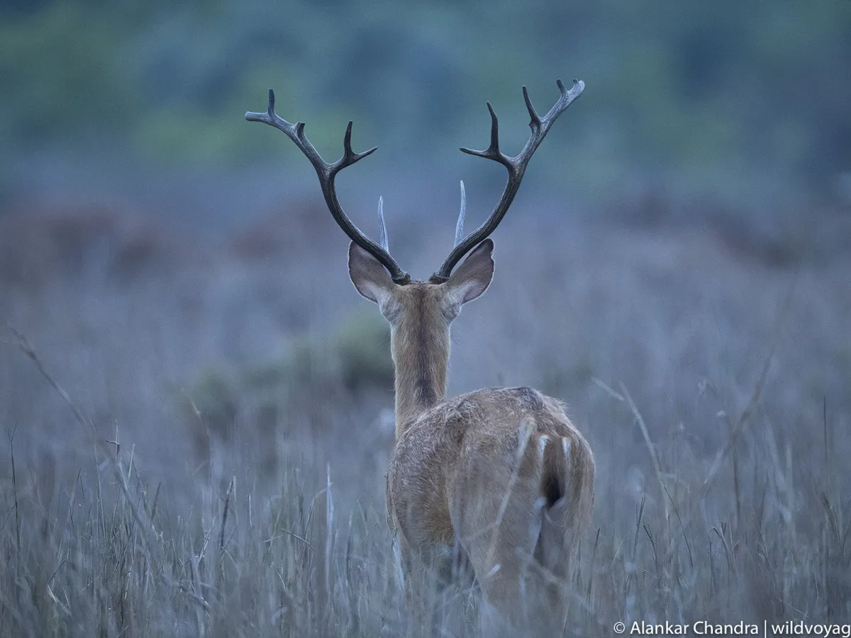 Barasingha country