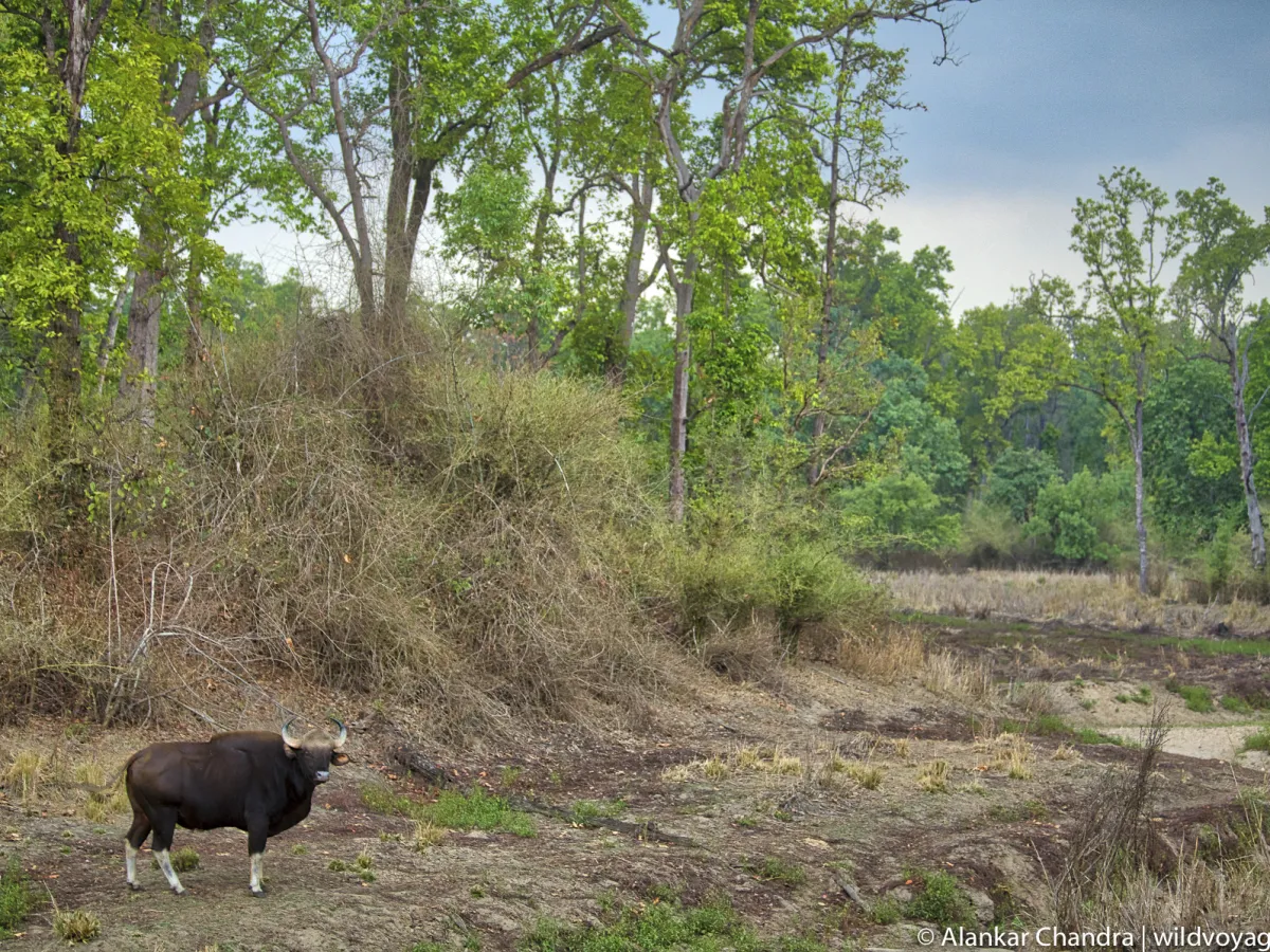 Barasingha grazing on an open meadow at the forest edge.