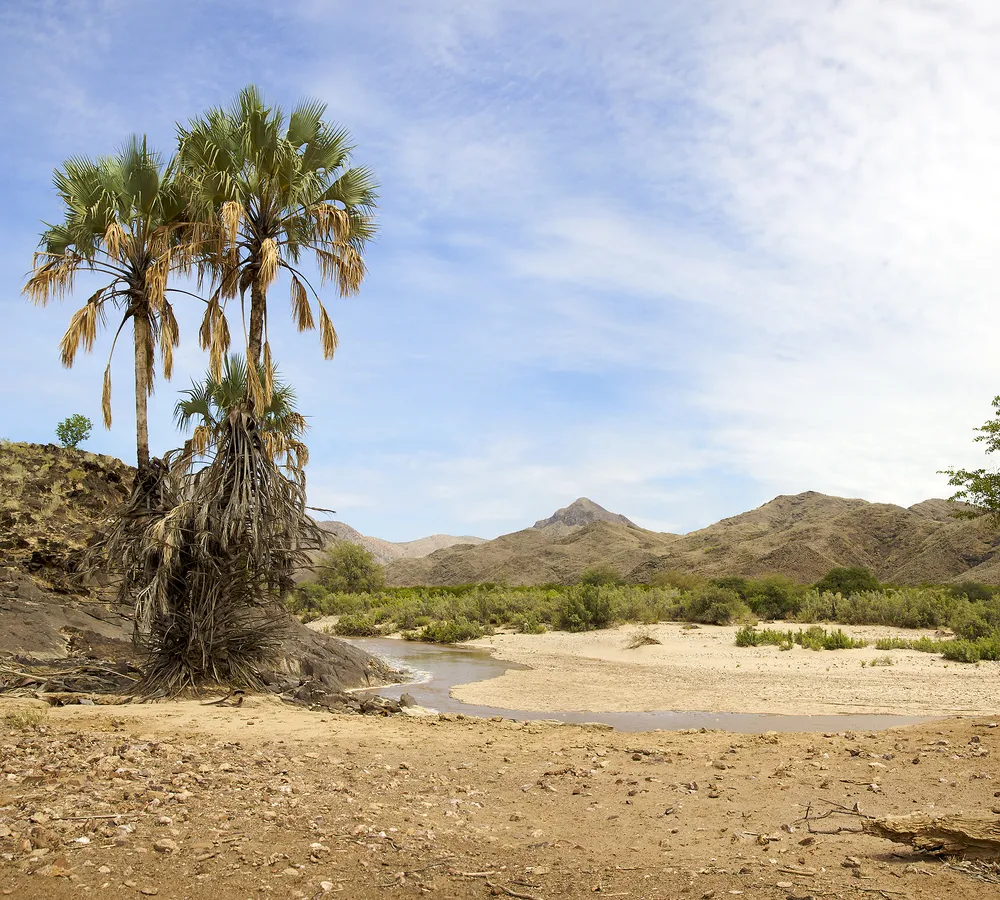The Himba