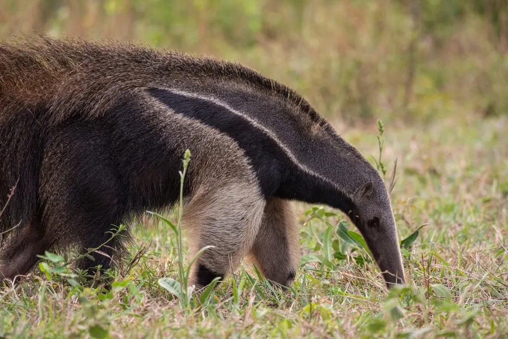 Anteater searches