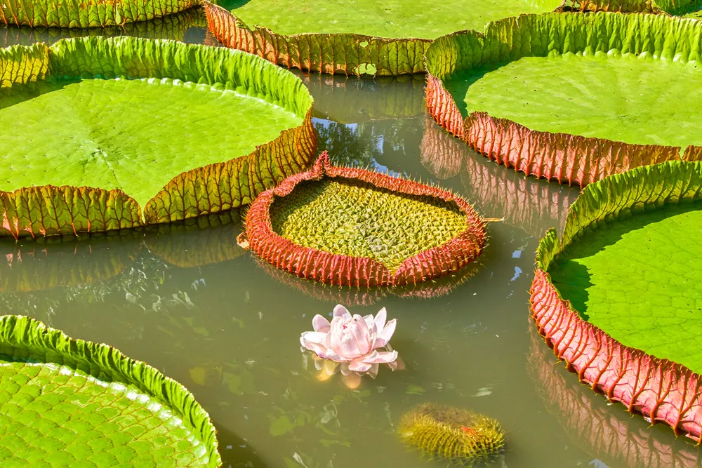 Giant lilies