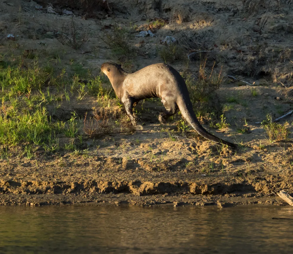 A giant anteater on the Rupununi savannah.
