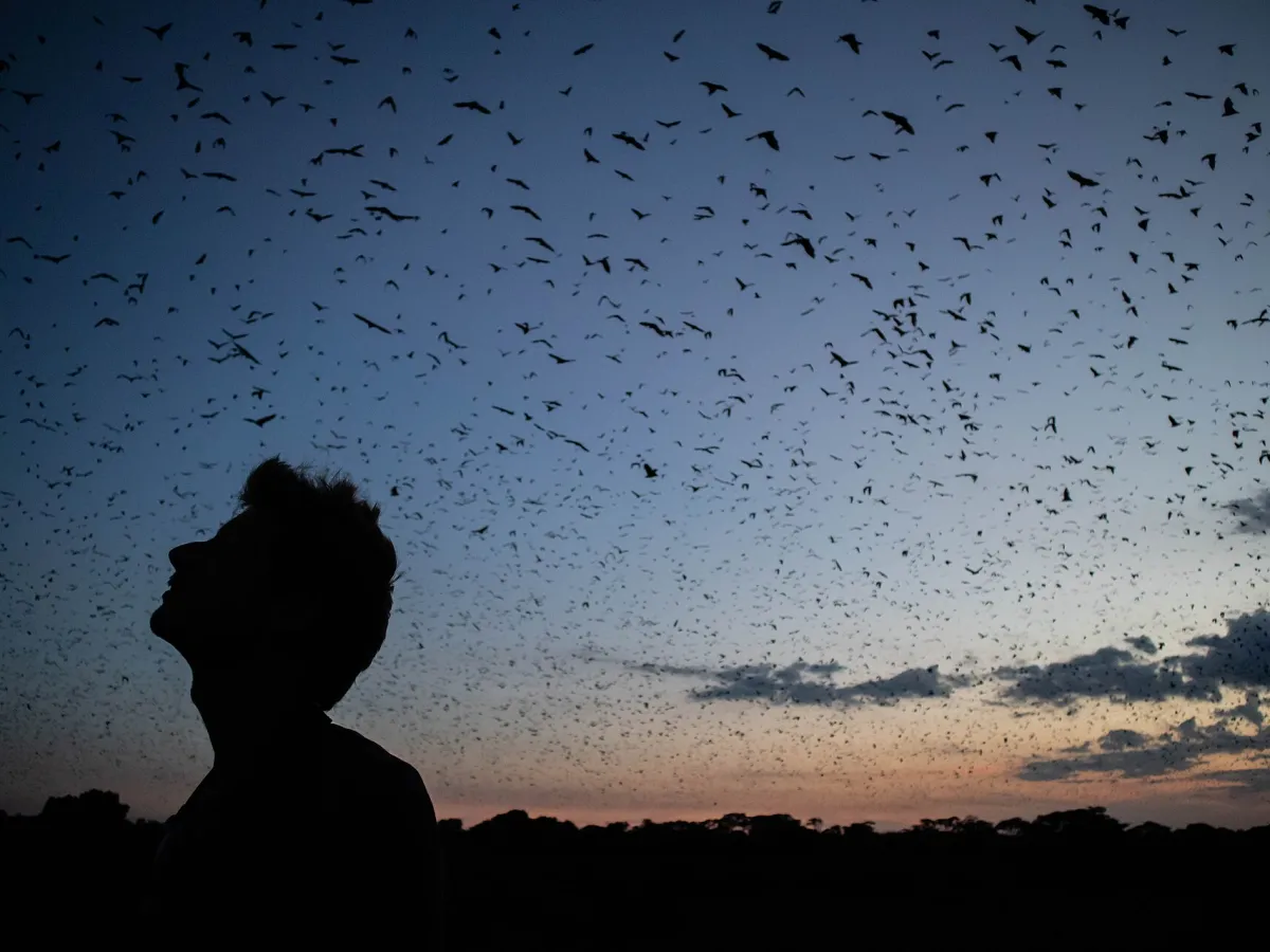 Dusk bat emergence