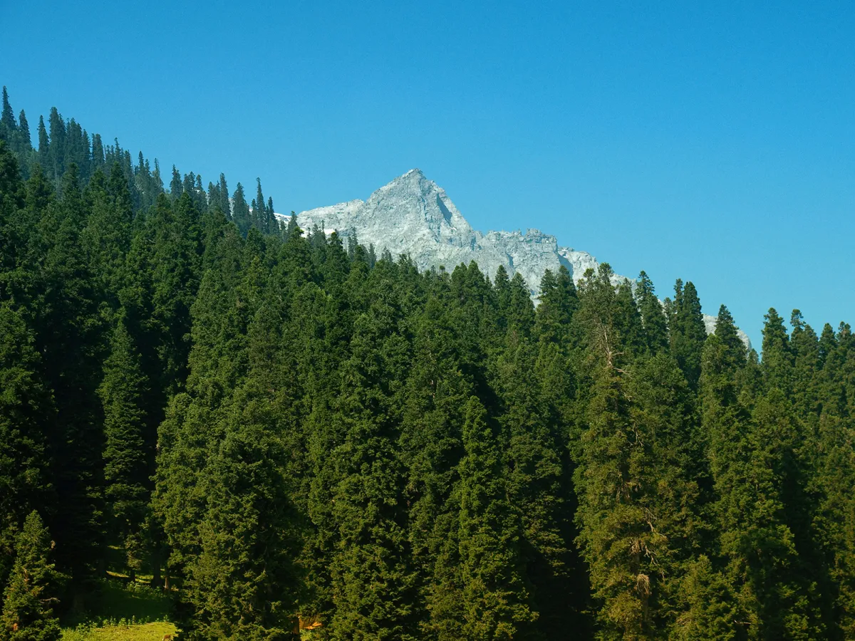 A hangul stag among oak and conifer on a Dachigam slope.