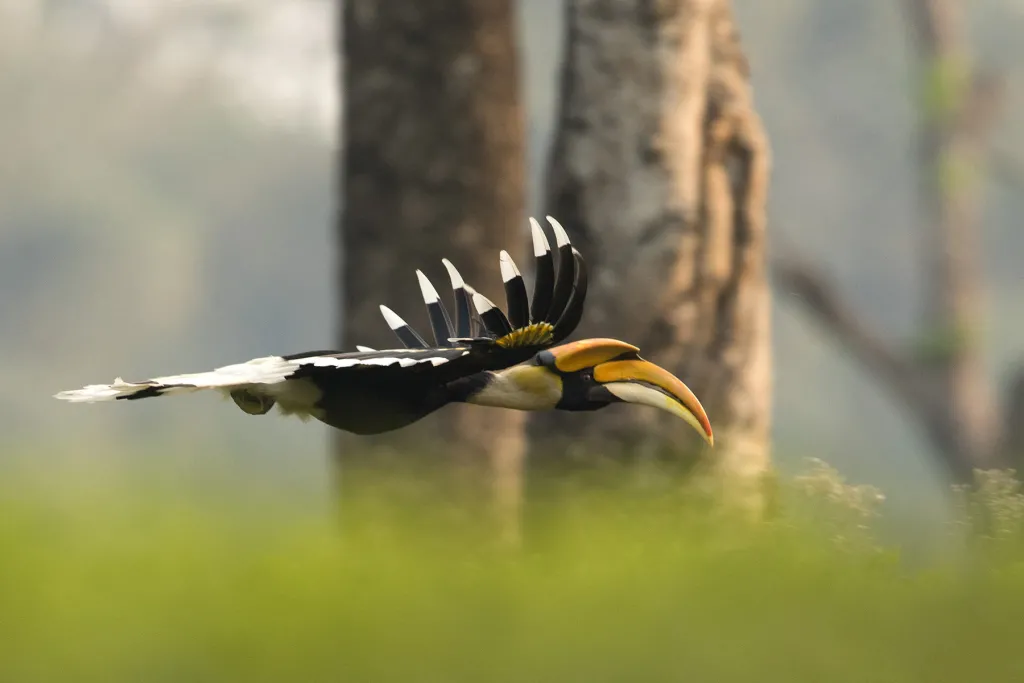 Assam Birding