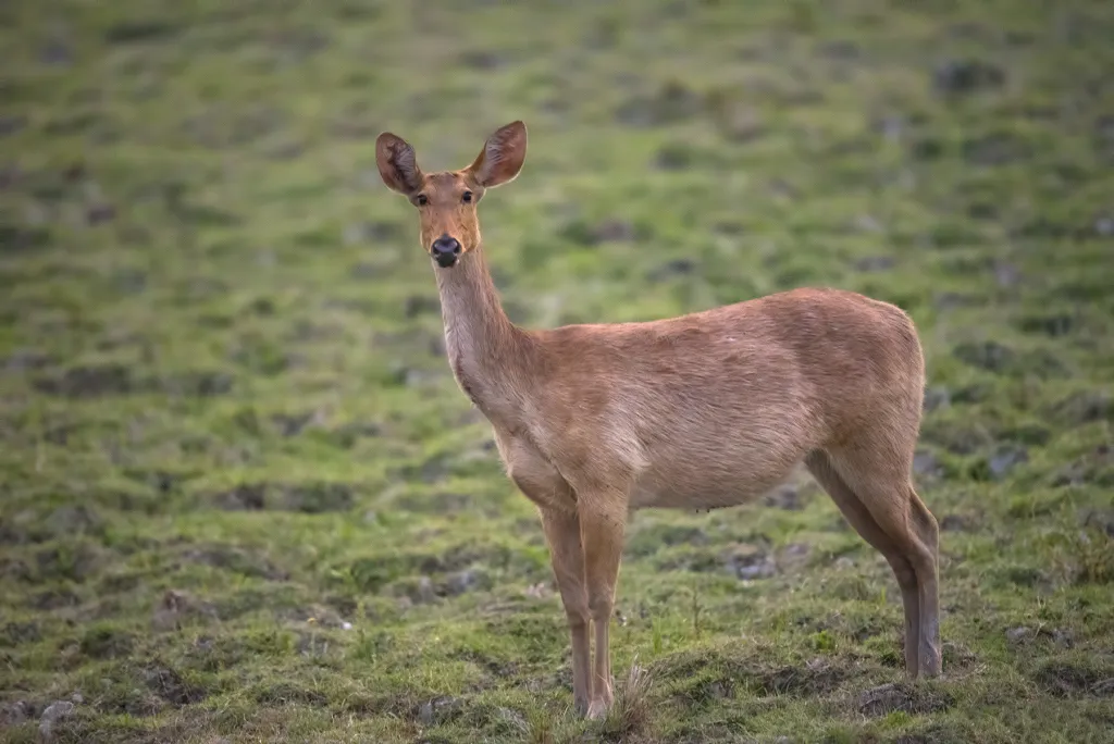 Assam Wildlife Highlights