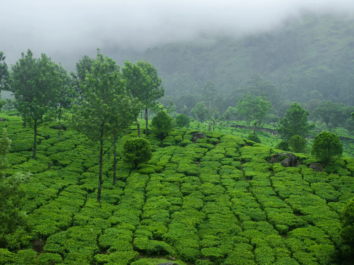 Tea estates rolling over the high Ghats near Munnar.