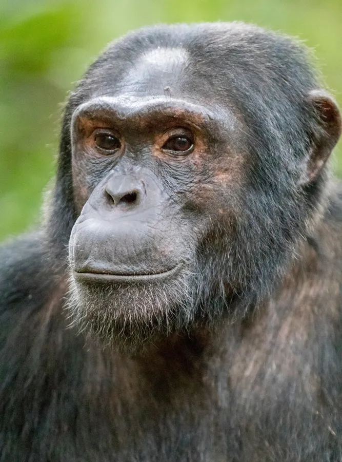 Chimpanzee tracking