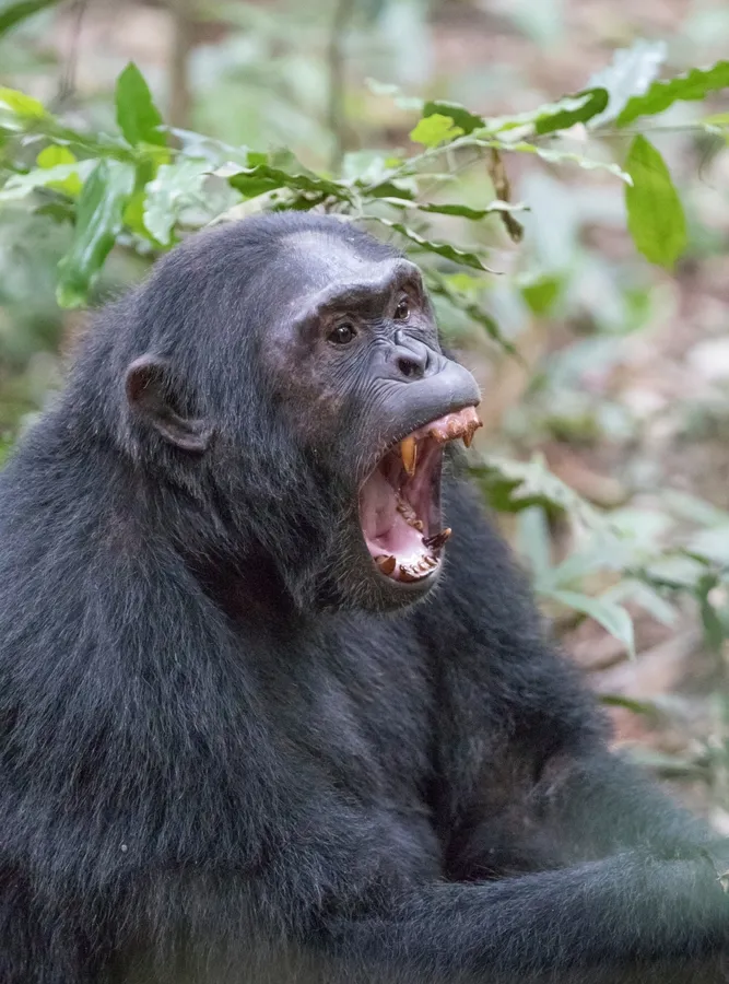 Chimpanzee