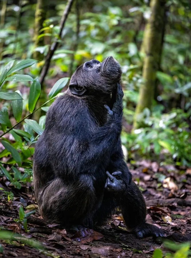 Chimpanzee