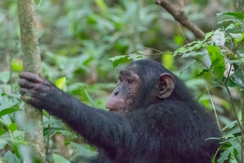 A chimpanzee in the canopy of Kibale's rainforest.