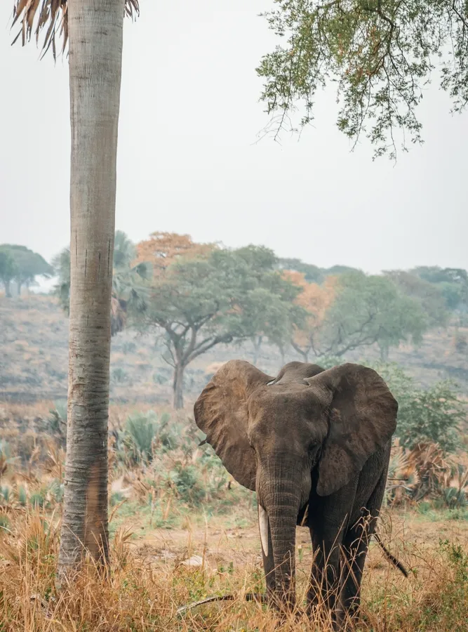 Narus valley game drives
