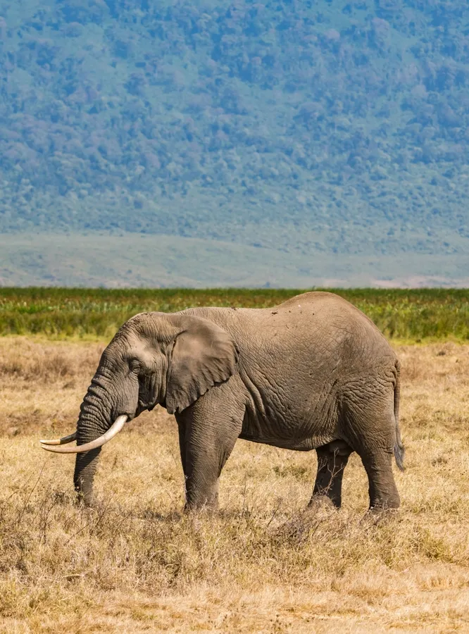 Kidepo's unique species