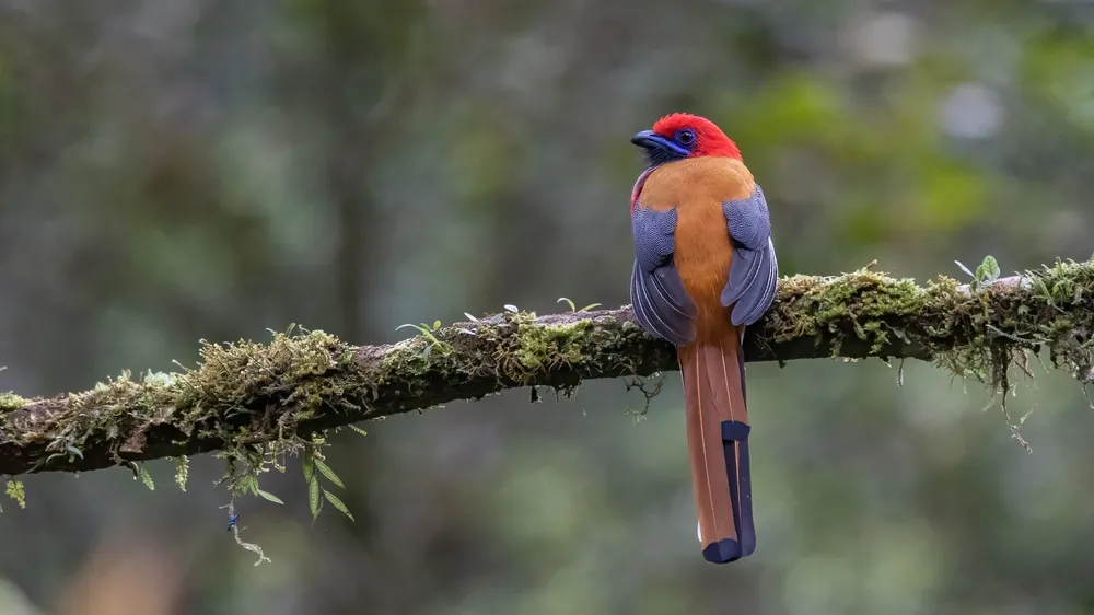 Whitehead's trogon
