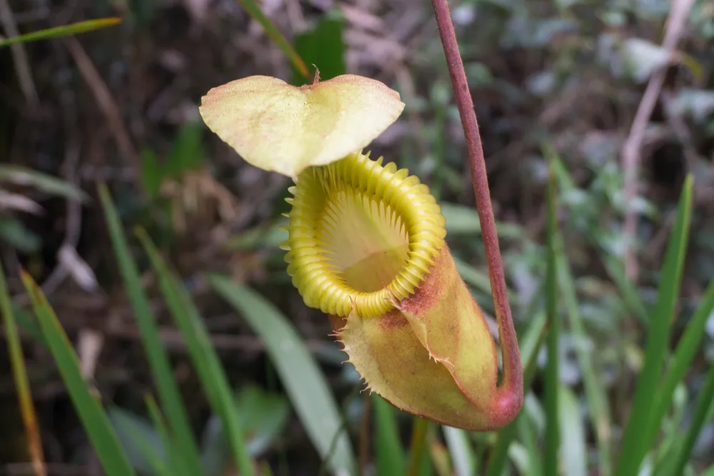 Pitcher plants
