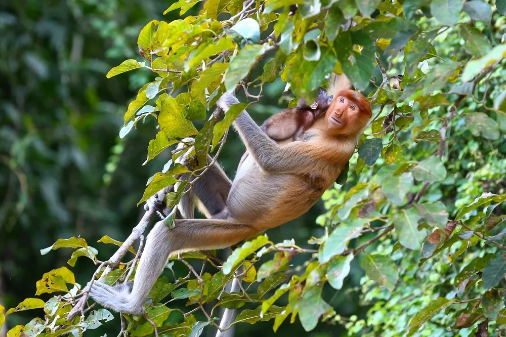 Proboscis monkeys in riverside trees on the Kinabatangan.
