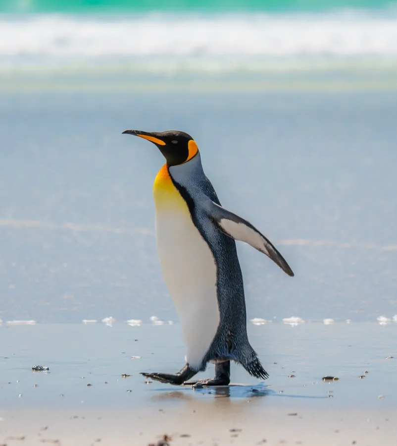 King penguin