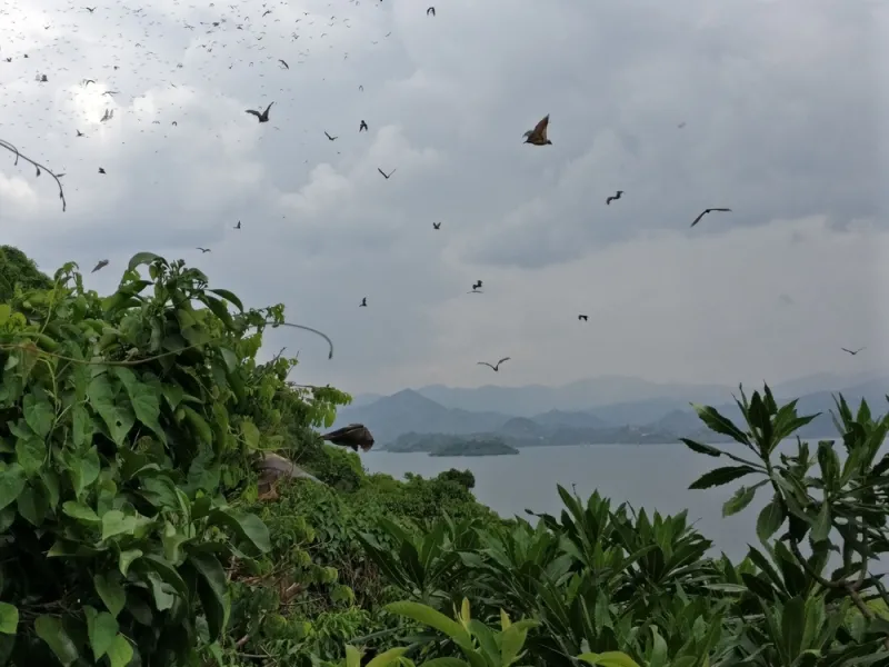 Calm water and terraced green hills on Lake Kivu.