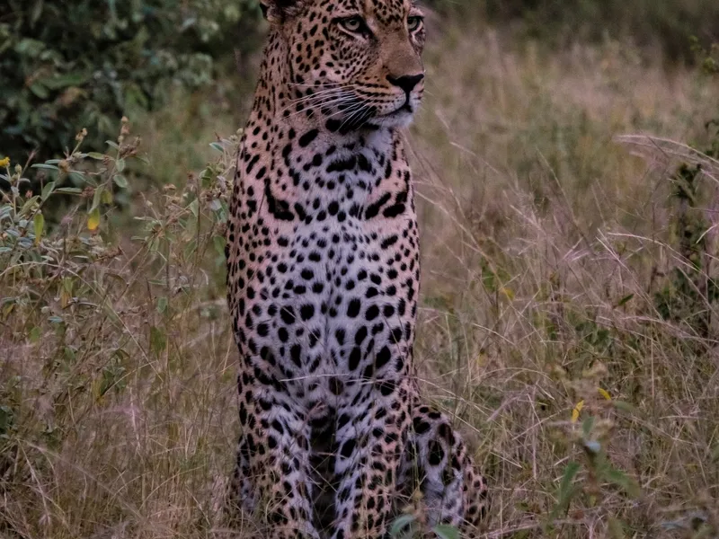 Leopard