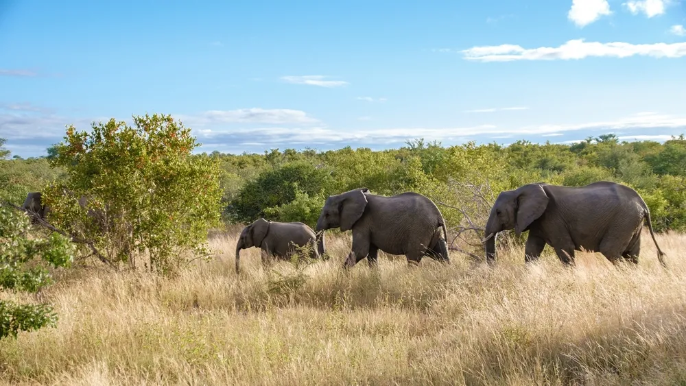 Walking safaris