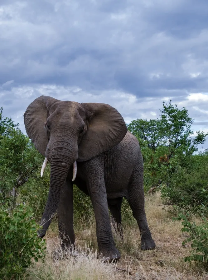 A walking safari group on a Klaserie game path.