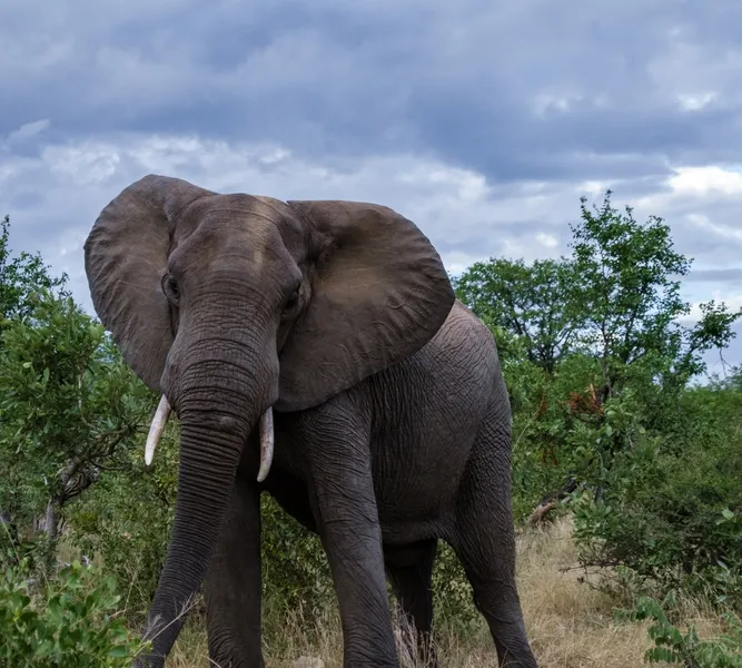 Elephant
