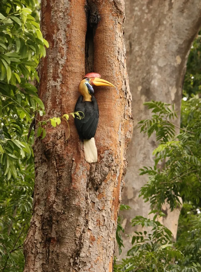 Knobbed hornbill