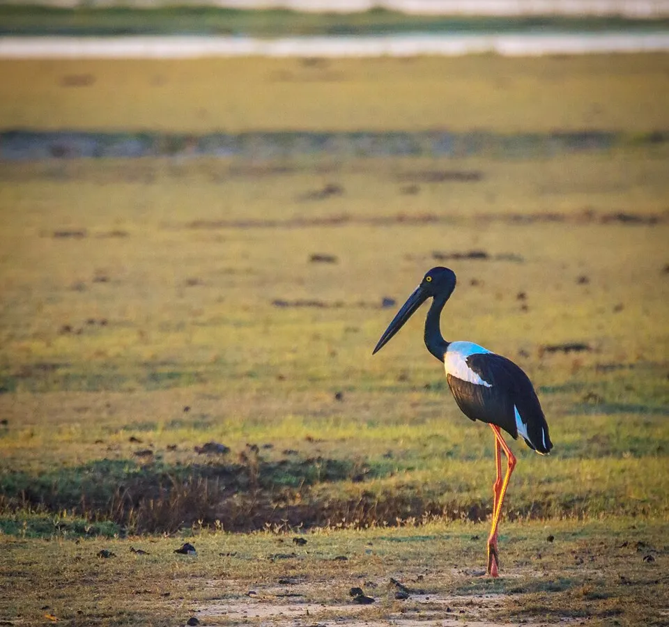 Kumana National Park — coastal wetland park.
