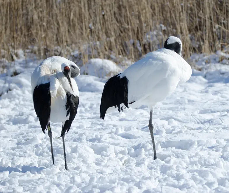 Red-crowned cranes dancing in the snow at Kushiro.