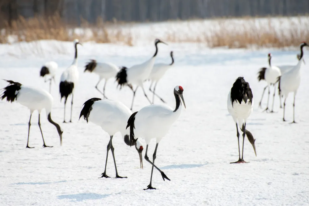 Crane dancing