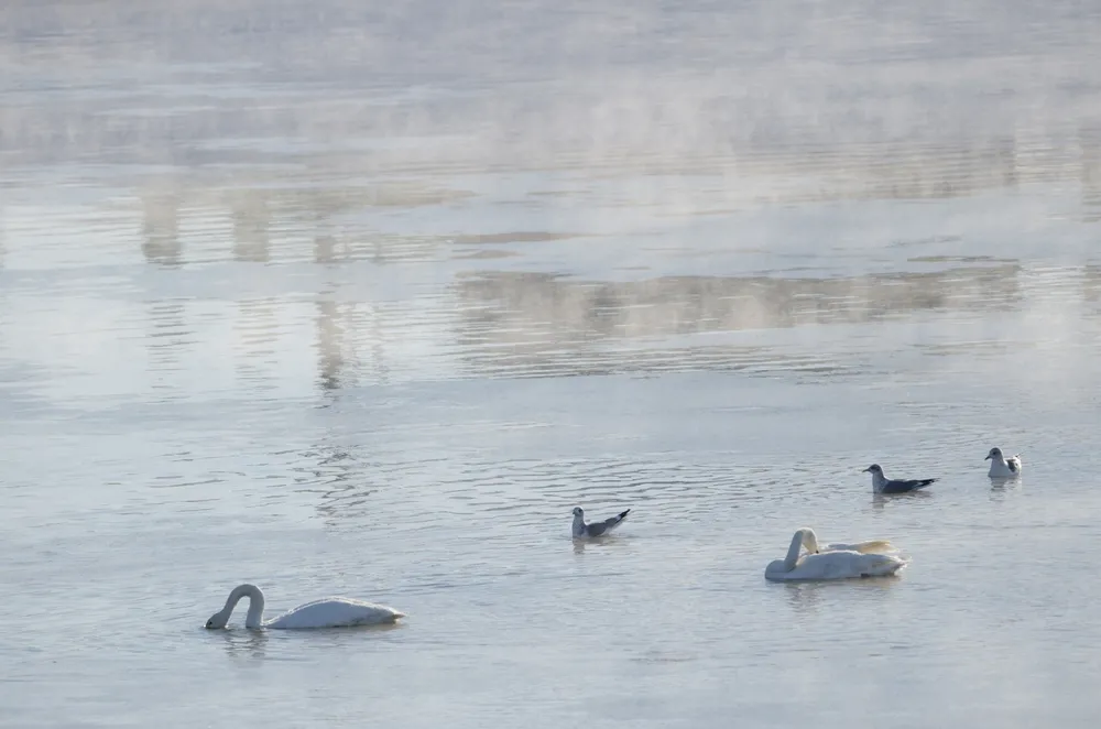 Winter wetland
