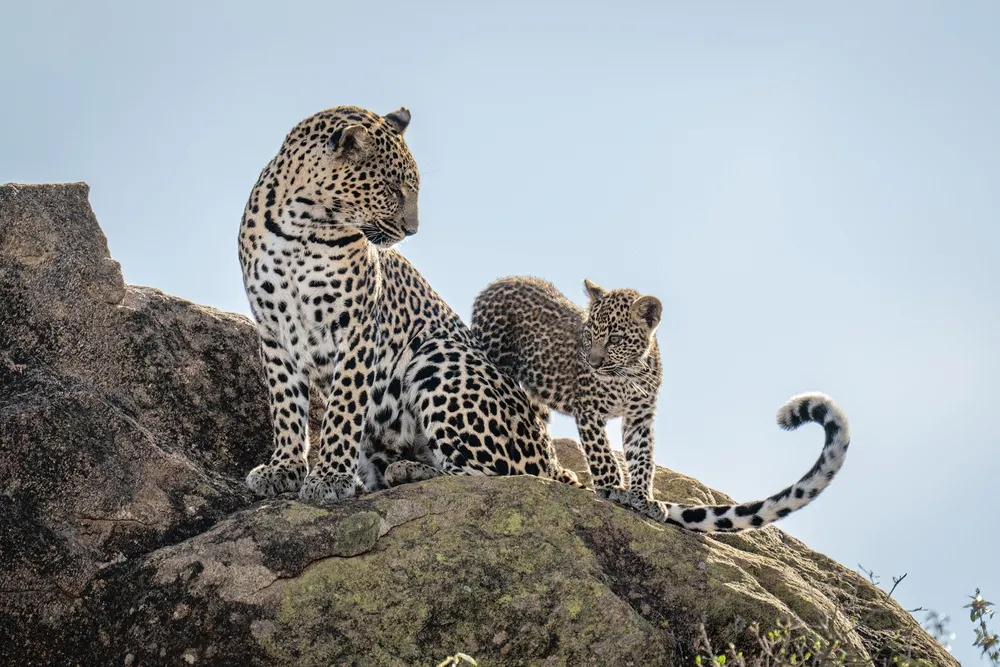 Northern Kenya Explorer