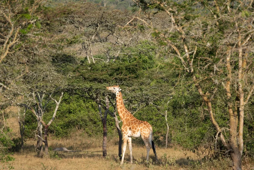 Zebra and impala grazing acacia savanna at Lake Mburo.