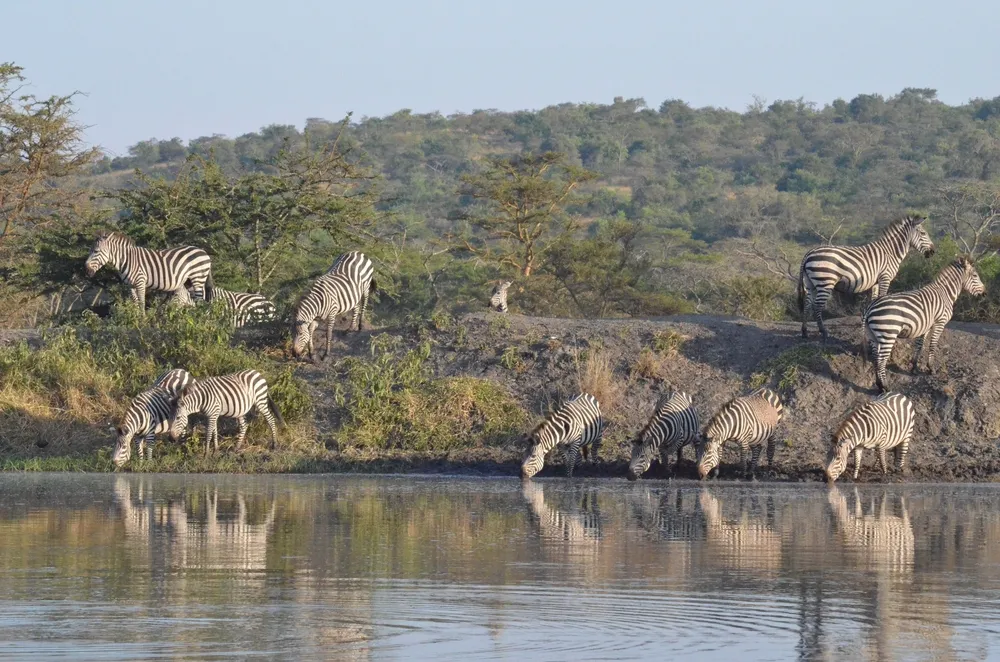 A boat trip among hippos on Lake Mburo.
