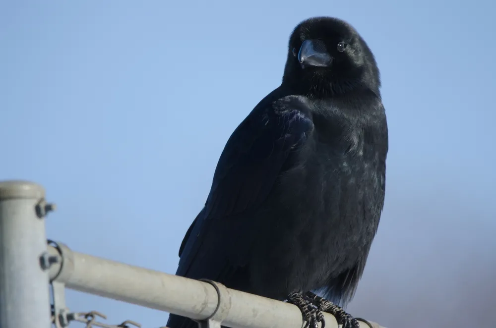 Large-billed crow