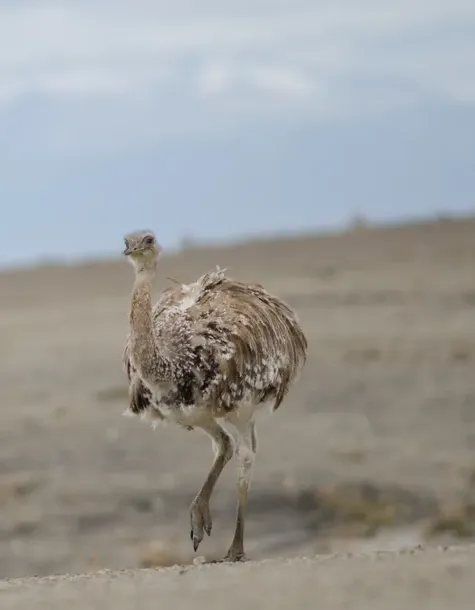 Lesser rhea