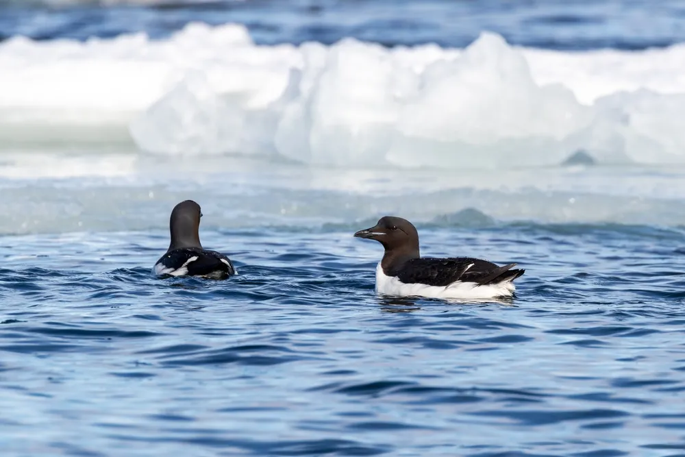 Little auk
