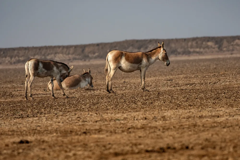 Desert raptors and mammals