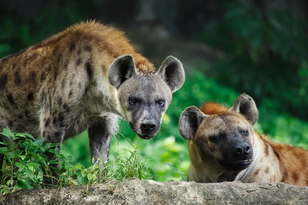 Hyena clans