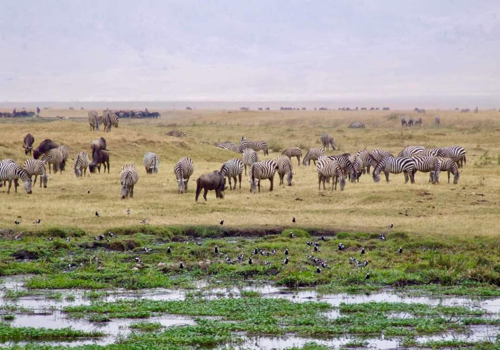 Liuwa Migration