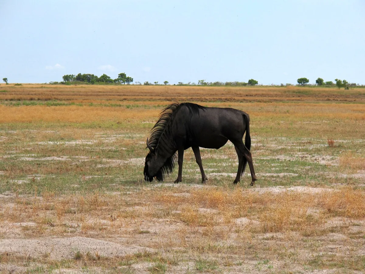 Wildebeest gathering on the vast Liuwa Plain.