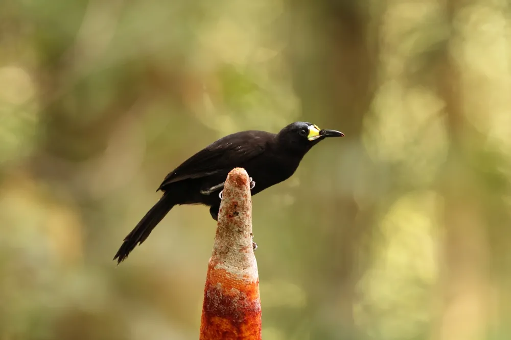 Long-tailed paradigalla