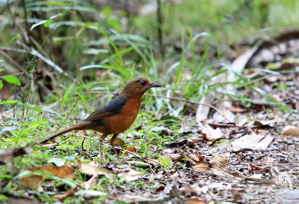 sulawesi-endemics