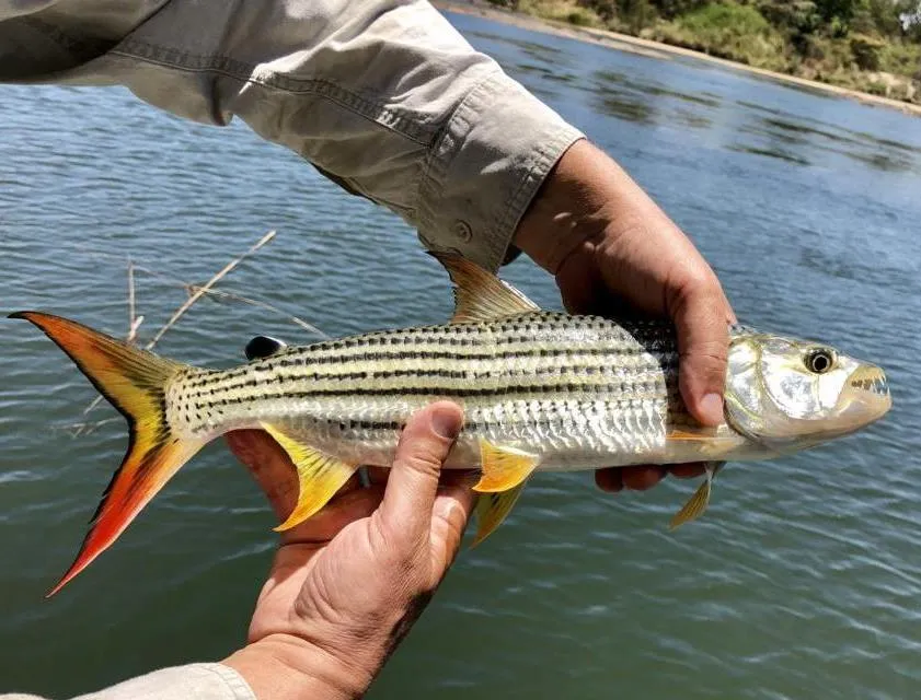 Tigerfish
